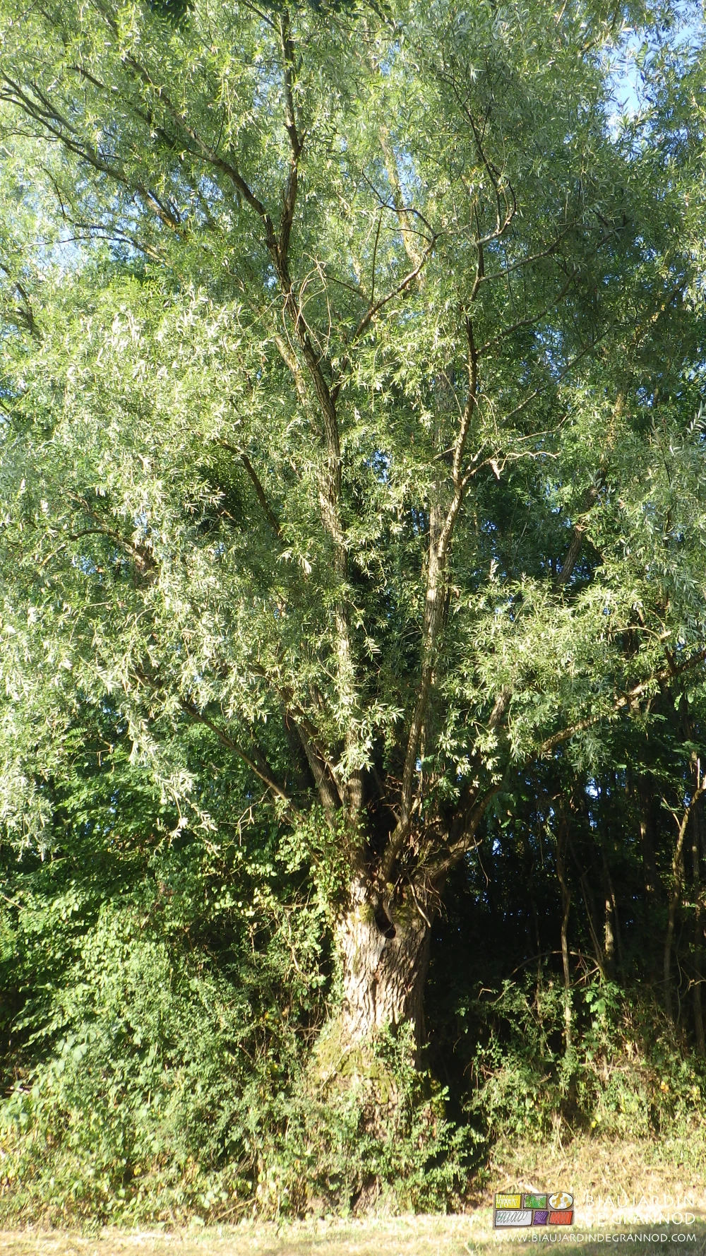 photo d'un saule têtard vieux, creux, blessé et toujours orné d'un beau feuillage vert