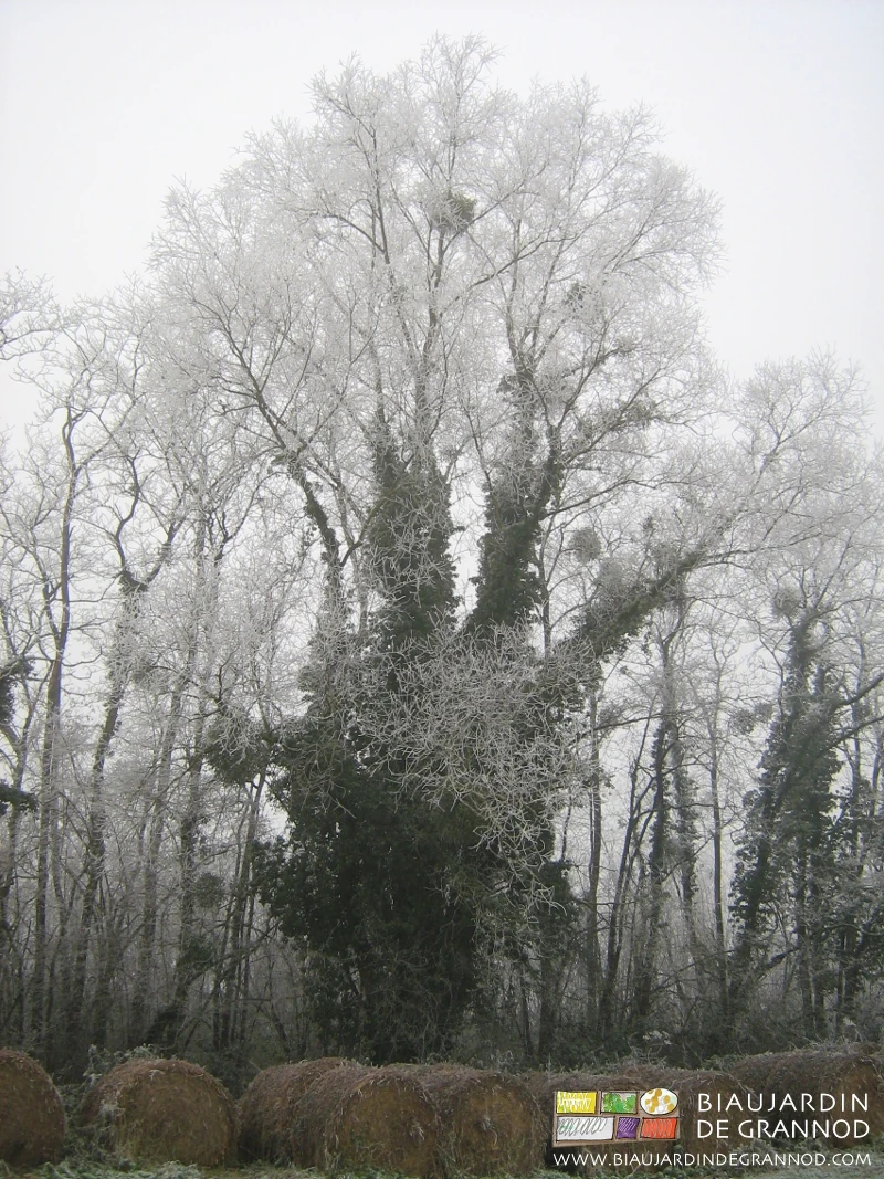 photo sous le givre d'un saule têtard riche en lierre