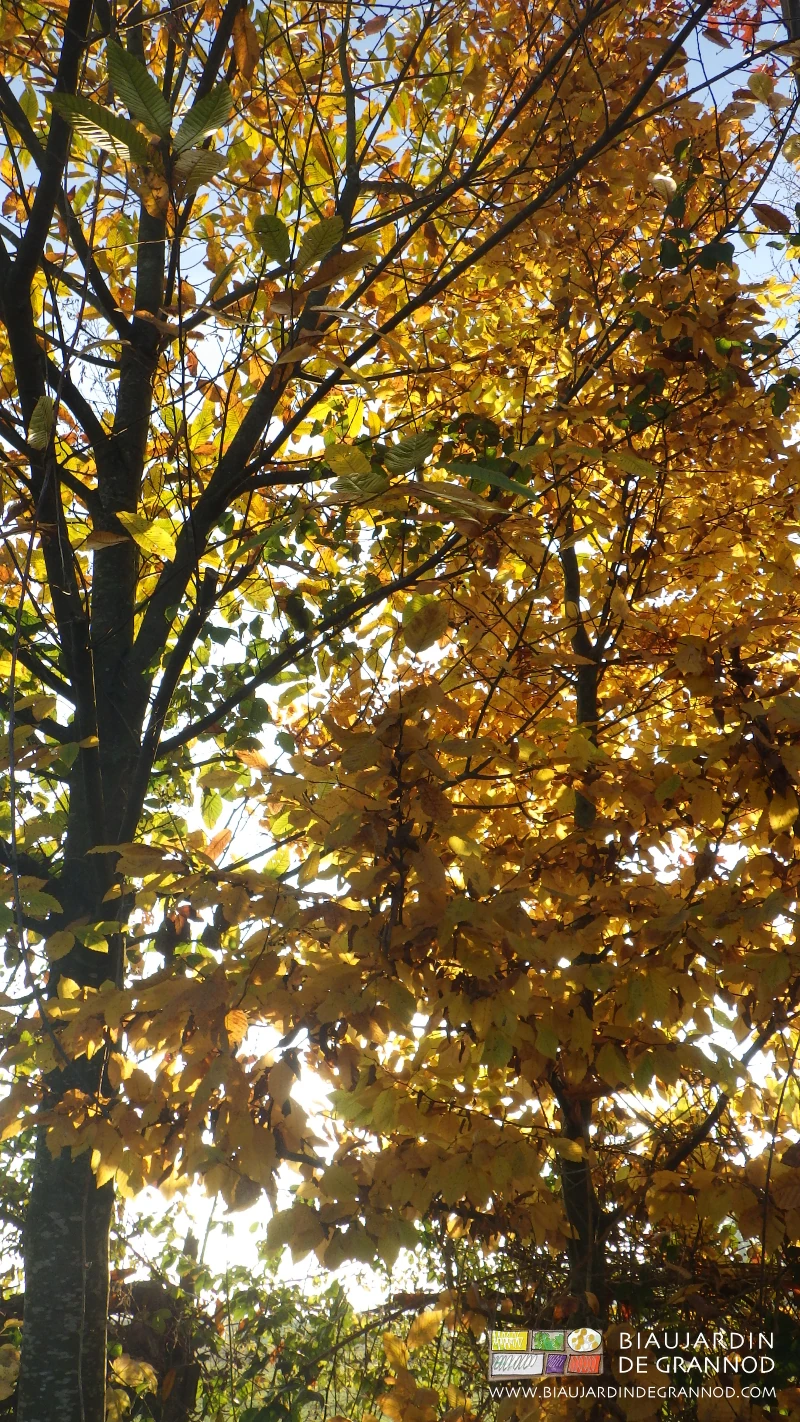 photo d'automne de châtaigniers d'une douzaine d'années aux feuillage flamboyant
