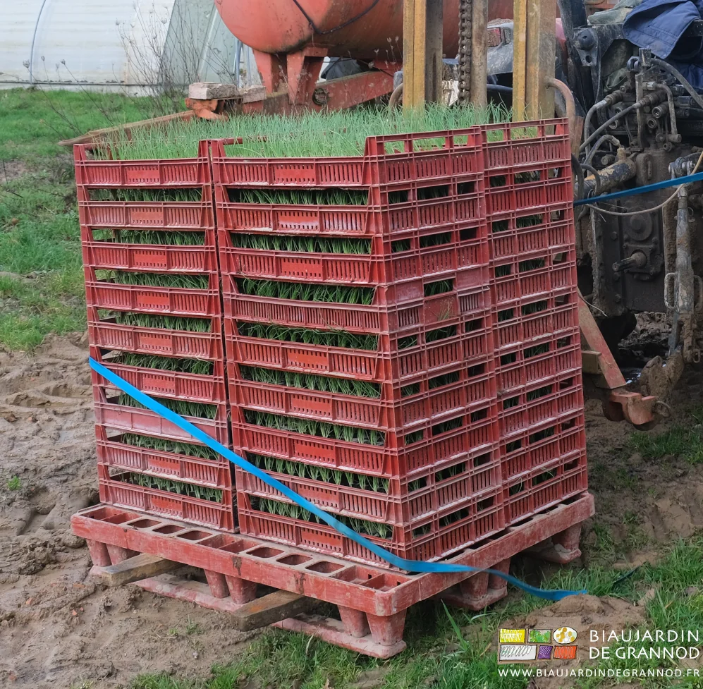 photo des pioles de caisses de mottes sur palette amenée par le mât lève-palette du tracteur