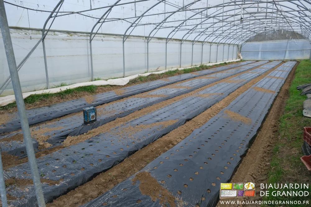 photo de l'ampli seule nouveauté dans le tunnel qui attend la plantation des oignons