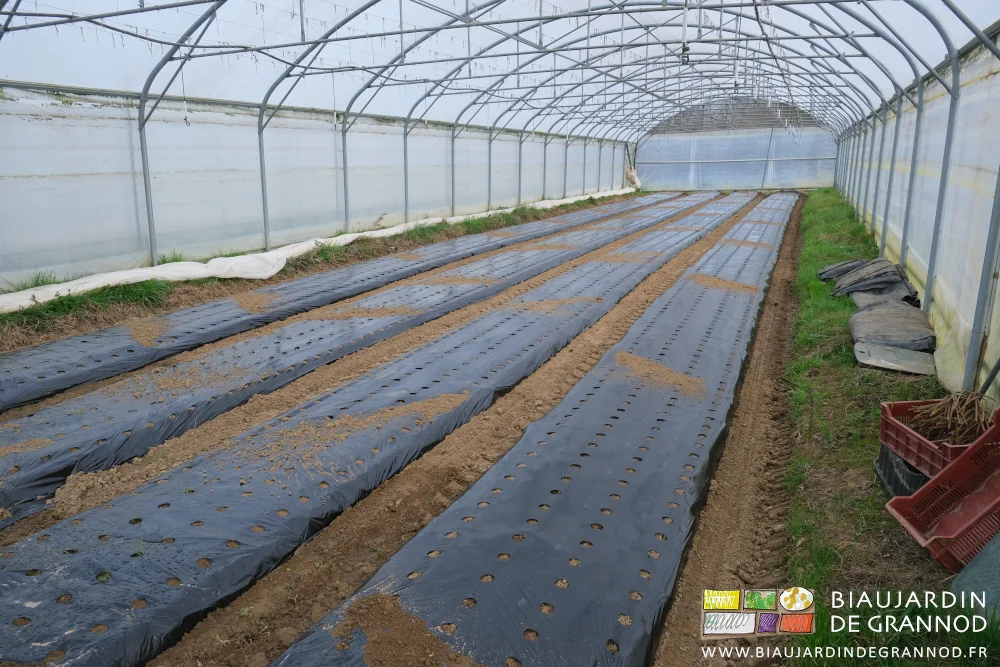 photo d'ensemble des 4 planches filmées avant le repiquage des mottes d'oignon