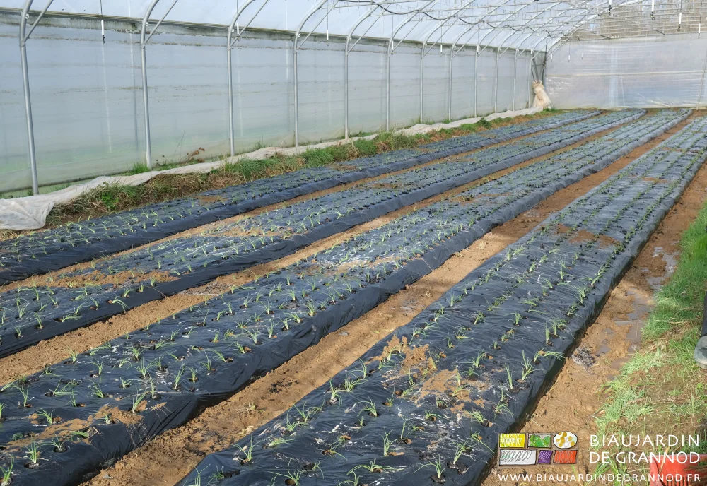 photo des 4 planches d'oignon après repiquage et arrosage