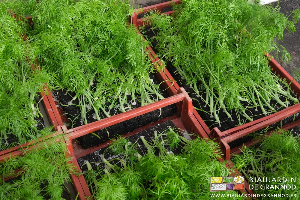 photo de caisses de mottes de fenouil couchés les uns sur les autres