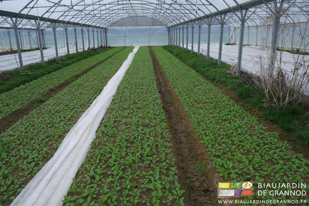 photo de radis sous tunnel le voile rangé dans une allée pour l'aération des la culture
