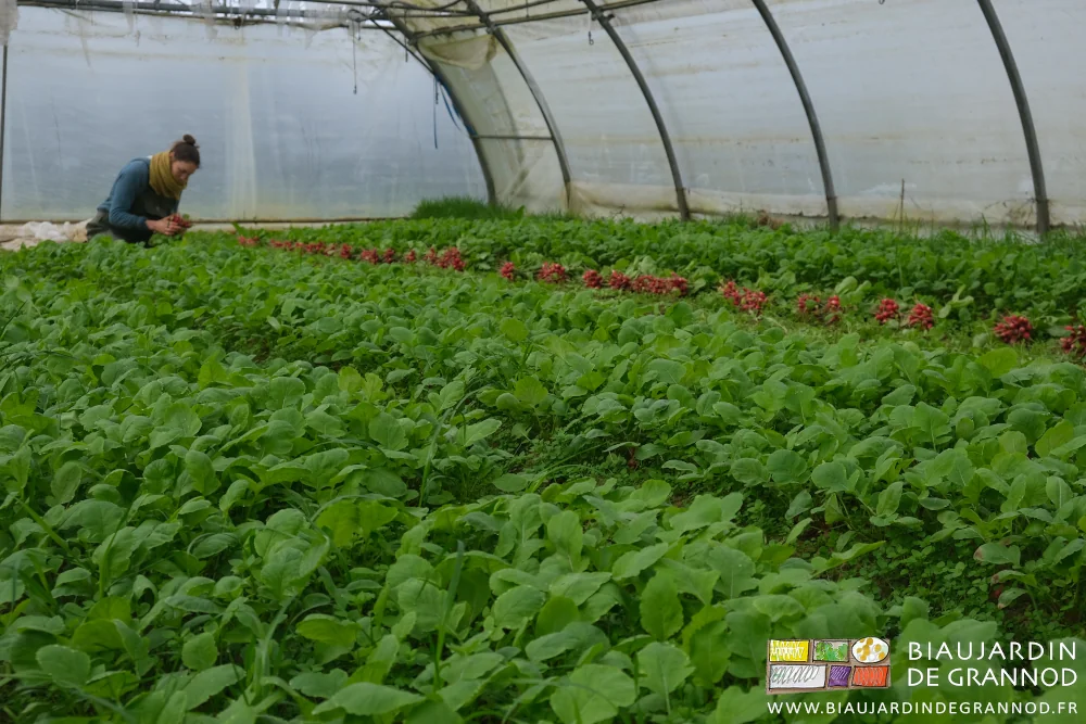photo d'un tunnel de 4 planches de radis en cours de récolte par Émilie