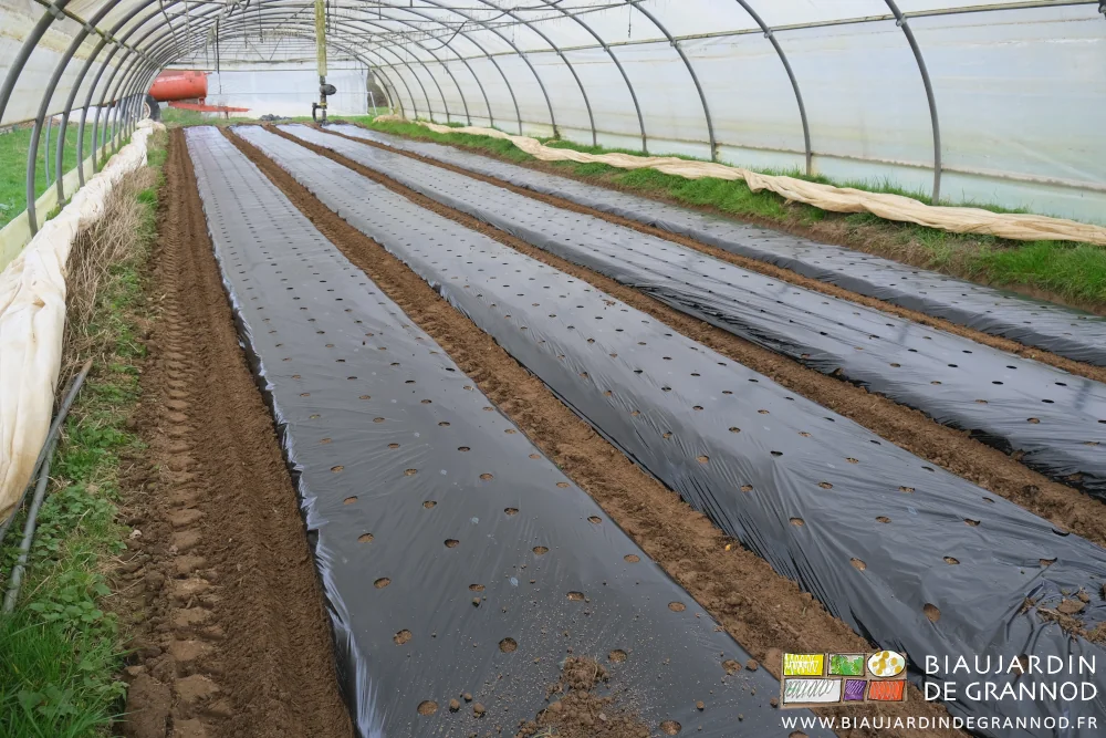 photo des 4 planches filmées d'un tunnel avant plantation