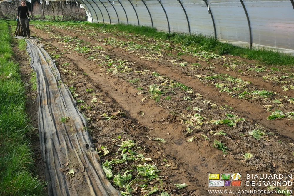 photo de Émilie qui plie les toiles d'allées du tunnel de scarole avant travail du sol