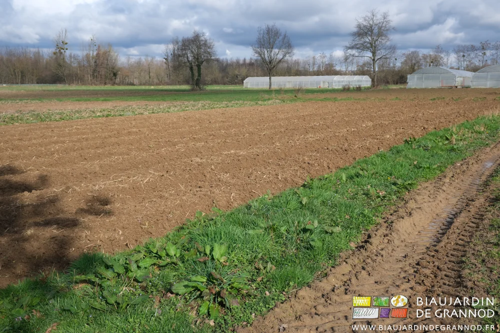 photo d'ensemble de carrés repris avec le cultibutte devant les chênes qui sont au jardin