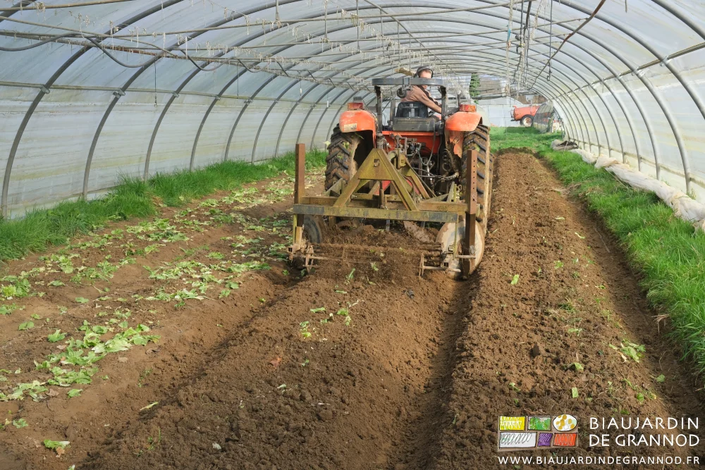 photo de Matthieu sous tunnel ensoleillé retravaillant les planches après récolte des scaroles