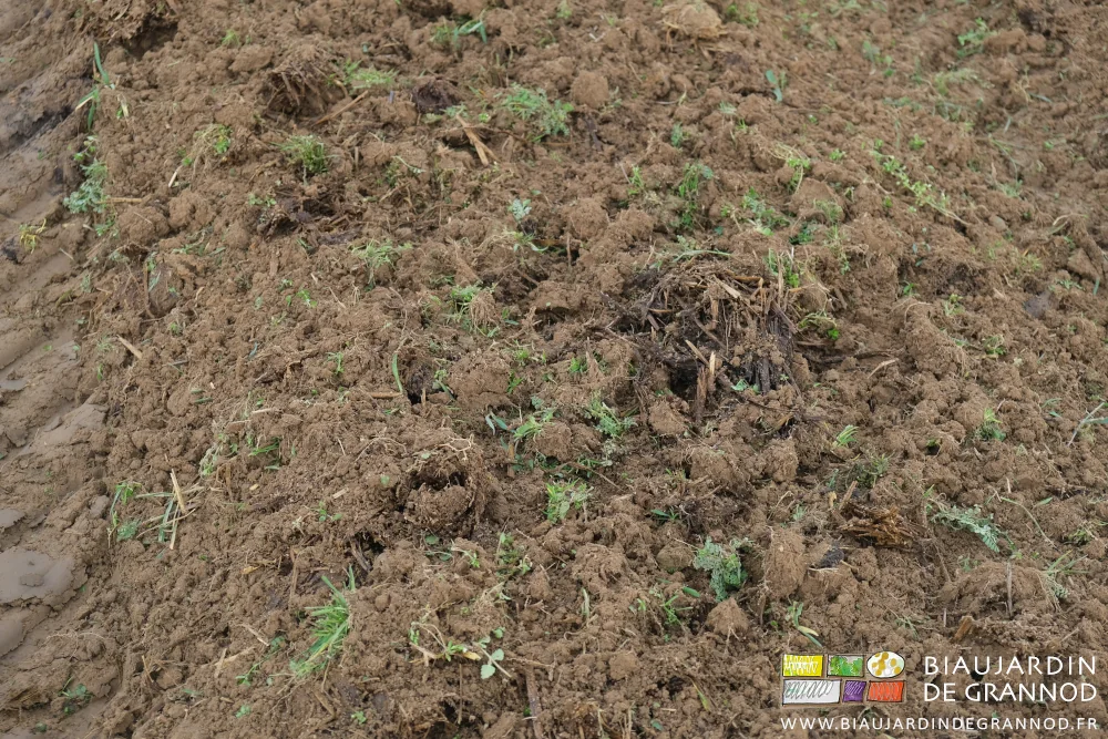 photo proche du mélange terre superficielle, fumier et engrais vert