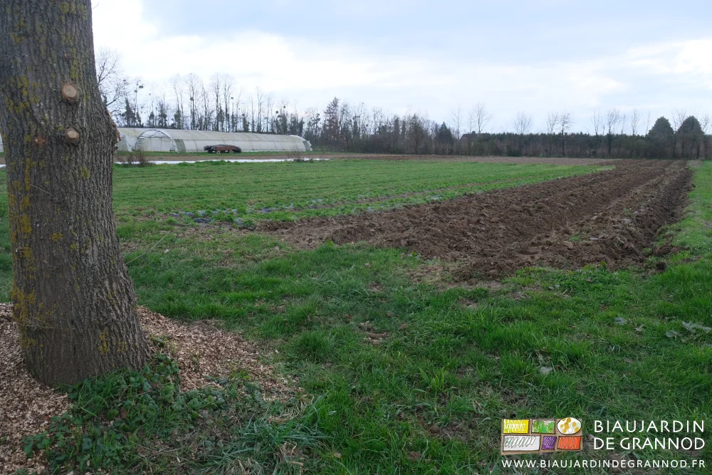 photo d'ensemble du jardin pour partie encore en engrais vert
