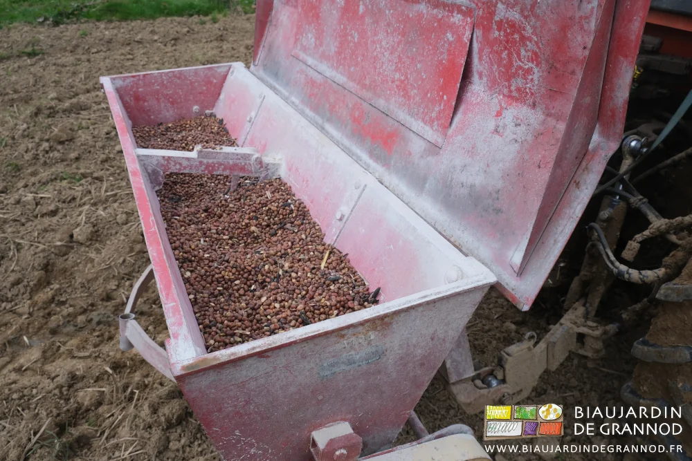 photo de la caisse bois semoir garni de féverole non triée