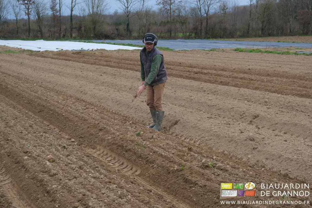 photo de Matthieu observant de près la qualité du hersage de son semis d'engrais vert