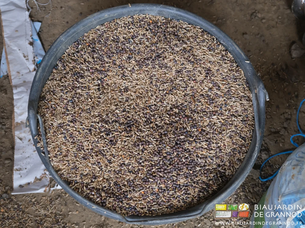 photo d'un seau rempli de seigle et vesce en cours de mélange à la main