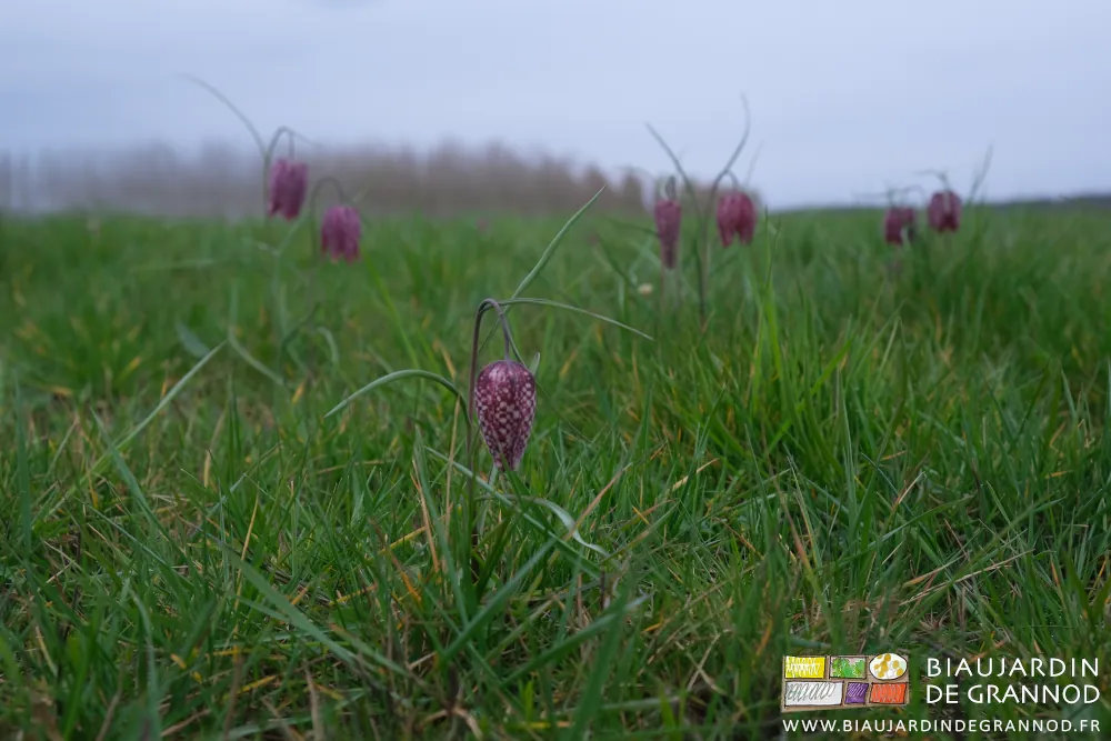 photo de plusieurs fritillaires pintades en plein floraison dans la prairie inondable de Seille