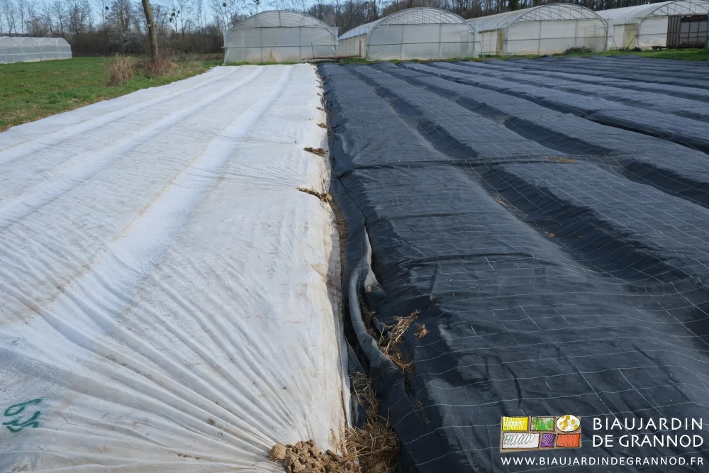 photo du carré de radis botte aux planches semées et voilées les autres occultées