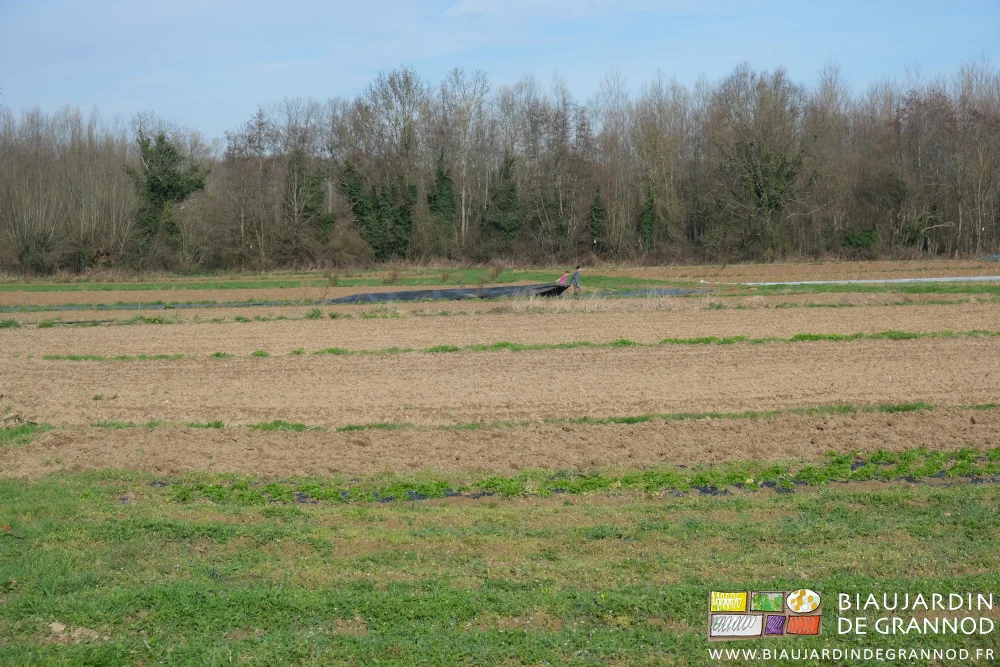 photo lointaine de deux Biaux Jardiniers dépliant une toile d'occultation