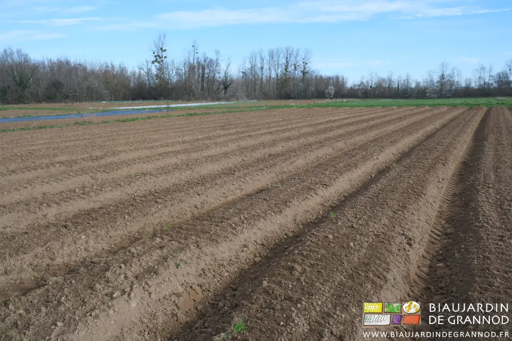 photo de la,préparation finale d'un carré de planches 