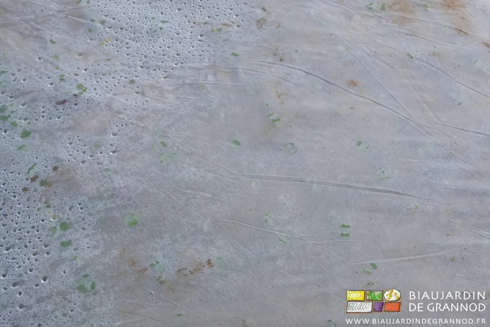 photo des cotylédons et premières feuilles vertes de radis sous voile thermique en plein champ