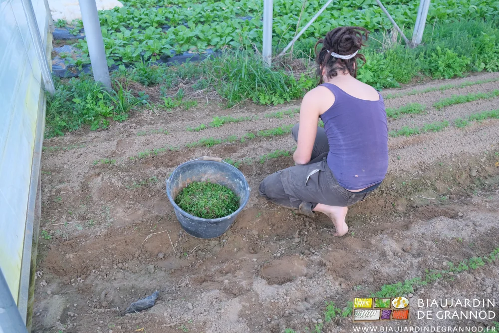 photo d'une Biau Jardinière travaillant à coté d'un seau moitié plein d'herbes indésirables