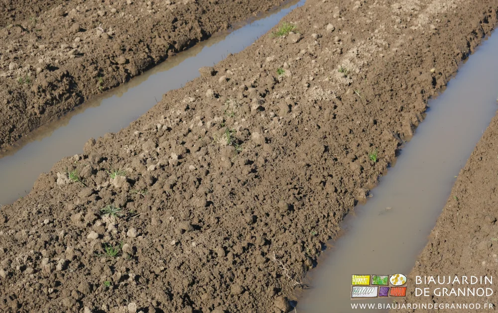 photo proche d'une planche permanente travaillée dont les allées sont couvertes d'eau