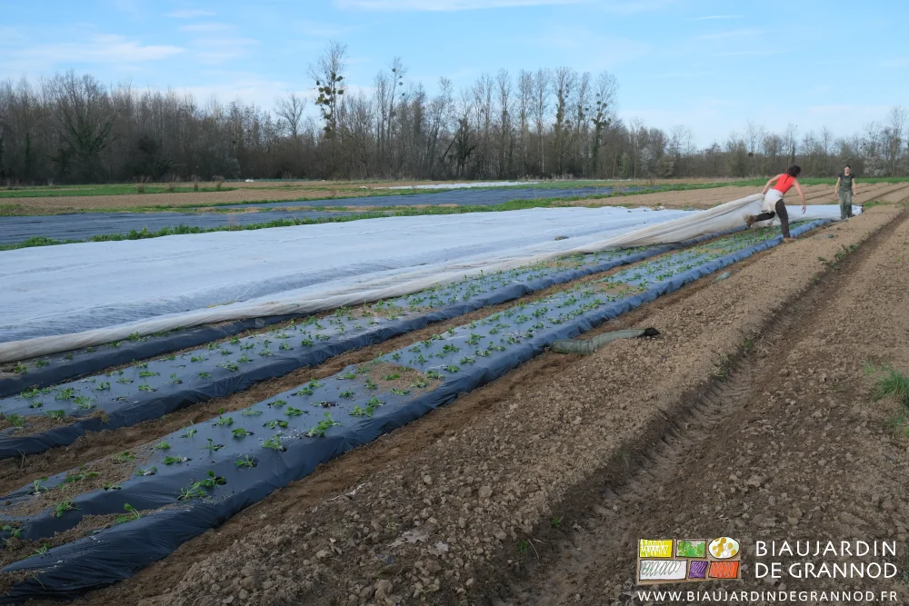 photo de la pose d'un voile non tissé pour protéger de la fraîcheur l'épinard juste planté