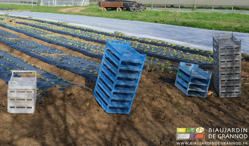 photo des piles de caisses de mottes en bout des planches après plantation