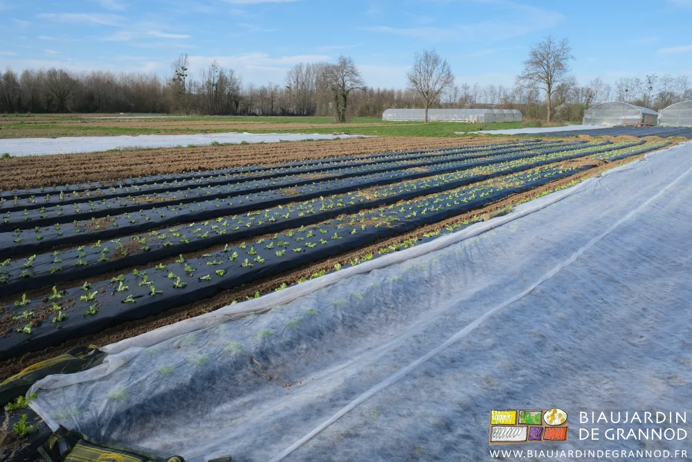 photo d'un carré de salade pour partie repiquées et protégées par un voile thermique