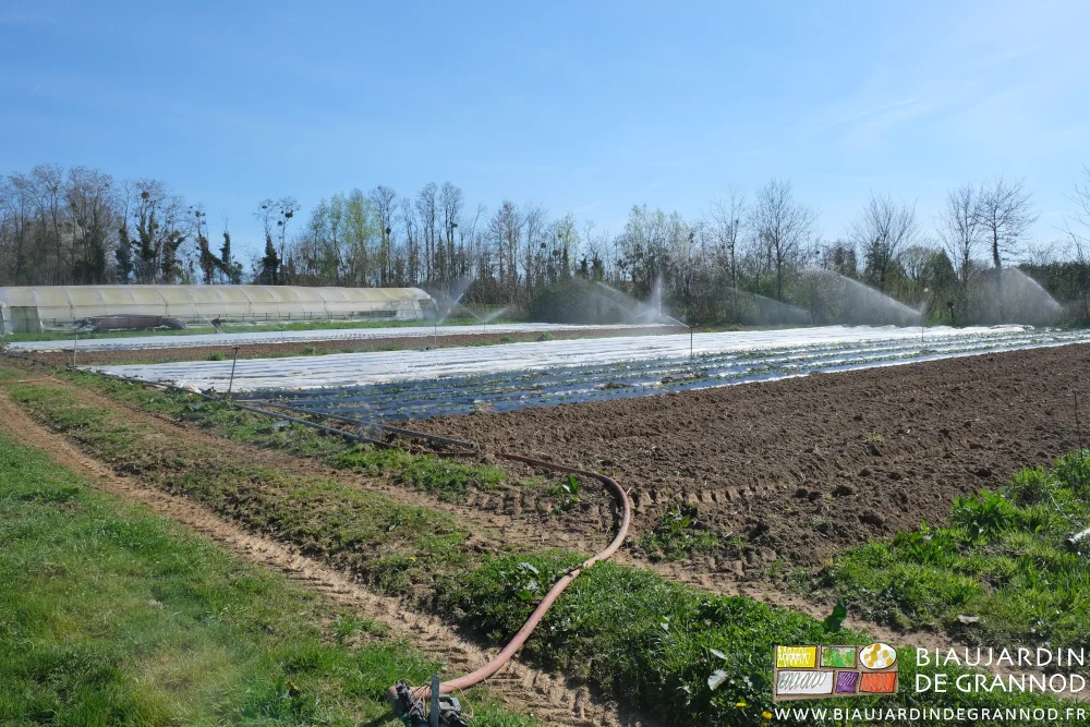 photo d'ensemble d'une partie du jardin en cours d'arrosage