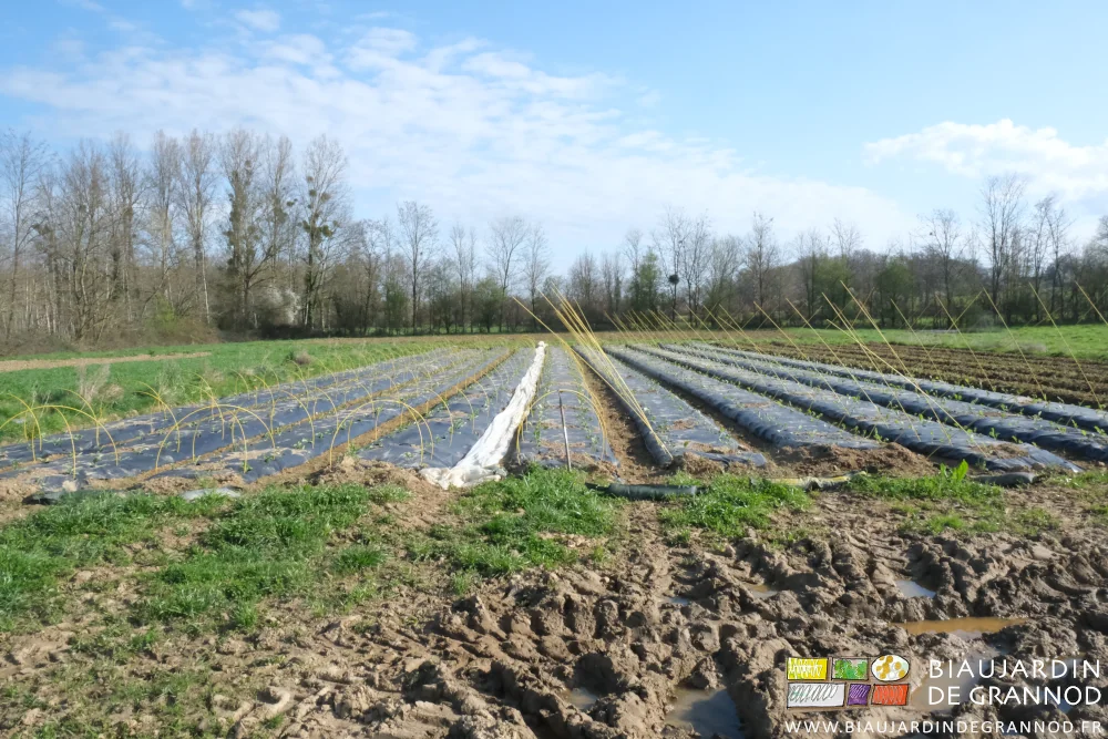 photo des arceaux jaune fibrés en cours d'installation sur des planches de chou-fleur