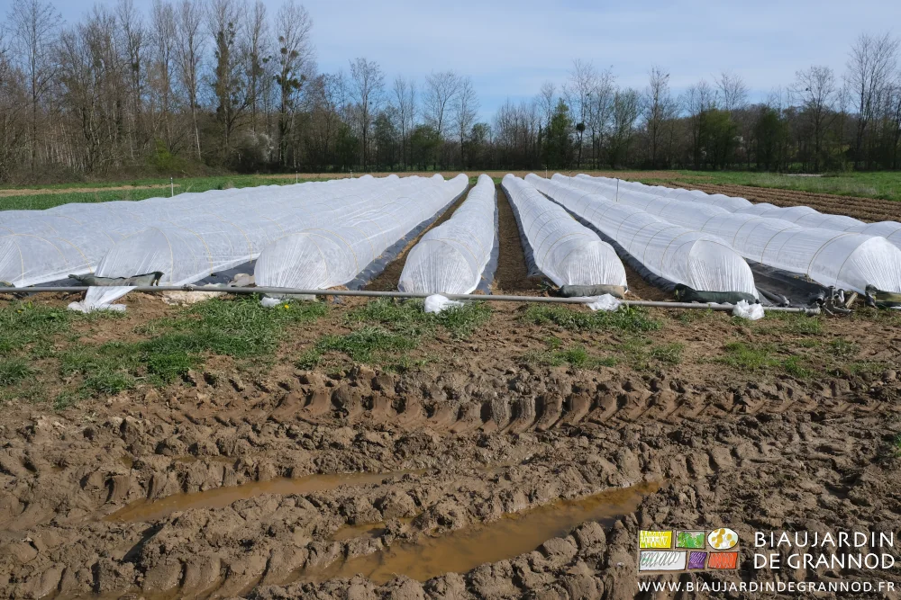 photo du carré dont toutes les planches sont couvertes d'un voile blanc posé sur arceaux chenille