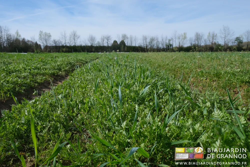 photo d'un mélange céréale fabacées en cours de bon développement
