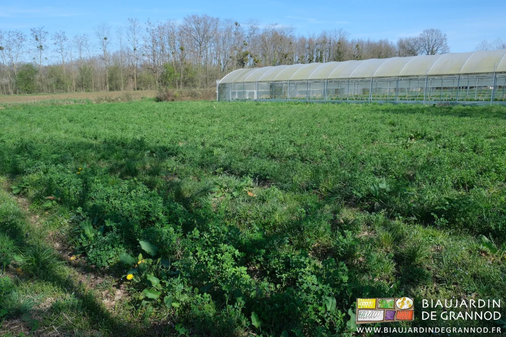 photo de plusieurs carrés d'engrais vert avec au fond les mono-tunnels à bord droit