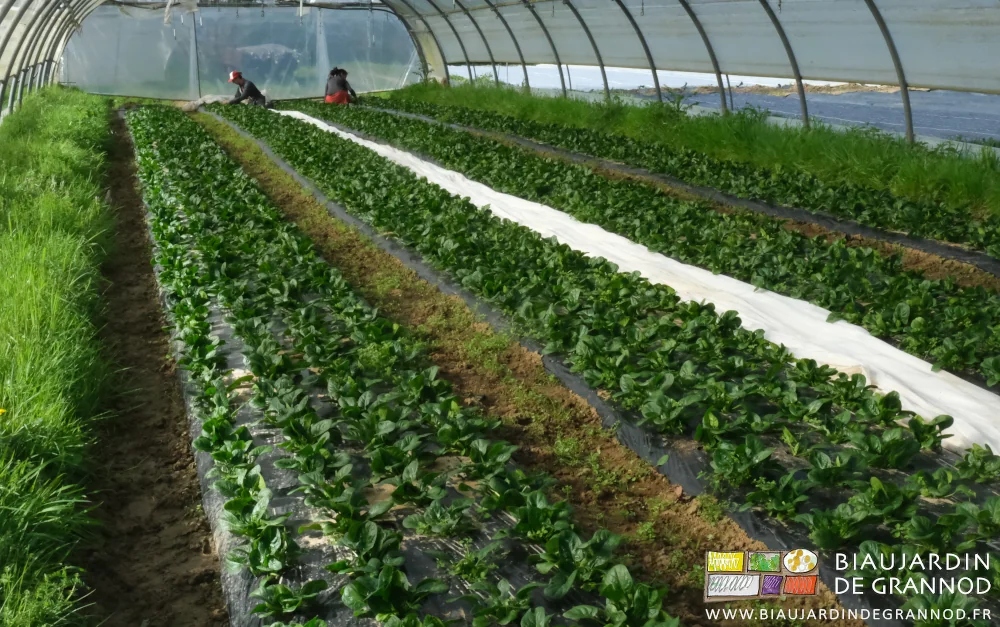 photo de l'équipe accroupie dans les rangs d'épinard sous tunnel