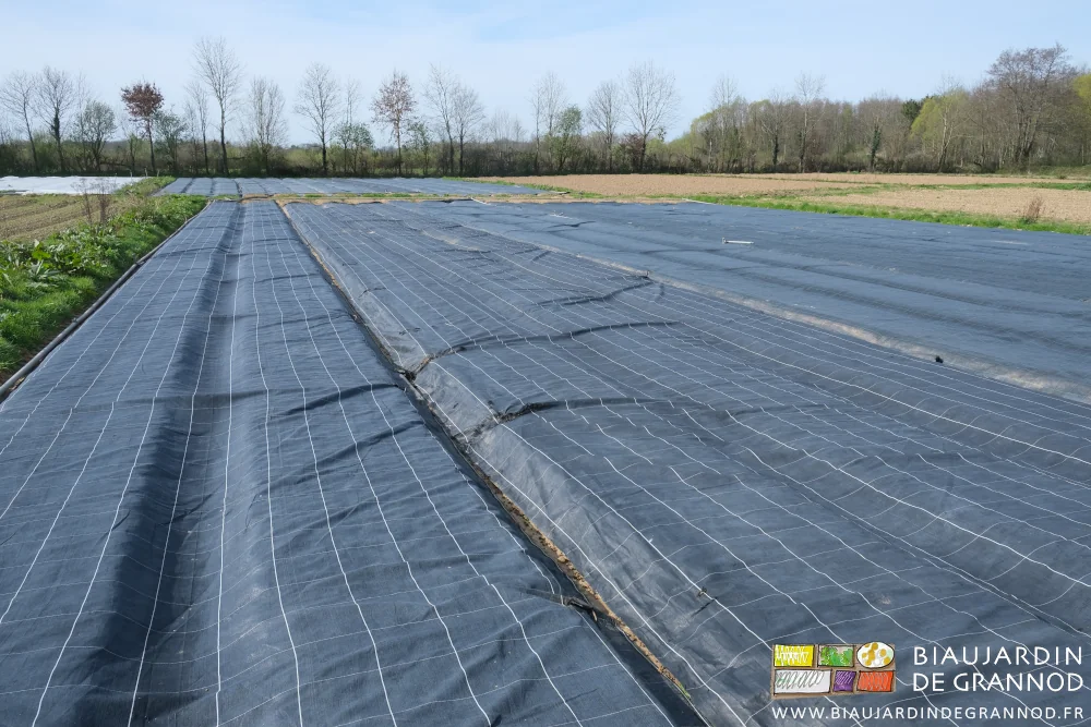 photo d'un carré de jardin dont les planches sont en cours d'occultation par toiles noire tissées