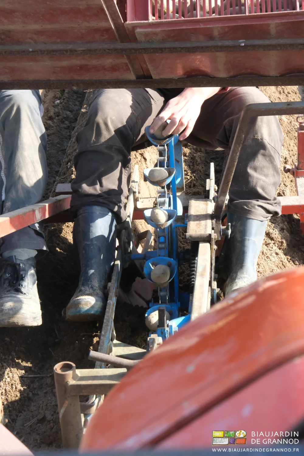photo de la chaîne planteuse aux godets remplis par les mains jardinières