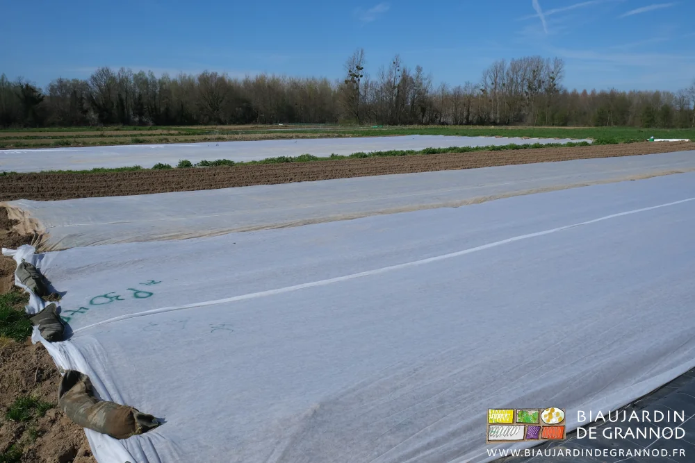 photo du carré de pomme de terre plantées en cours de bâchage par un voile thermique