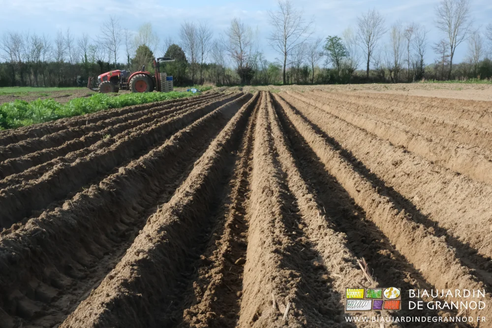 photo des buttes entourant les rangs plantés