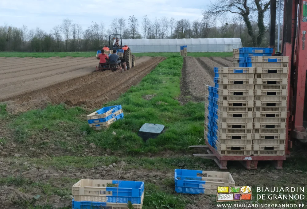 photo de la plantation en cours et des piles de cagettes de plants au bout des planches