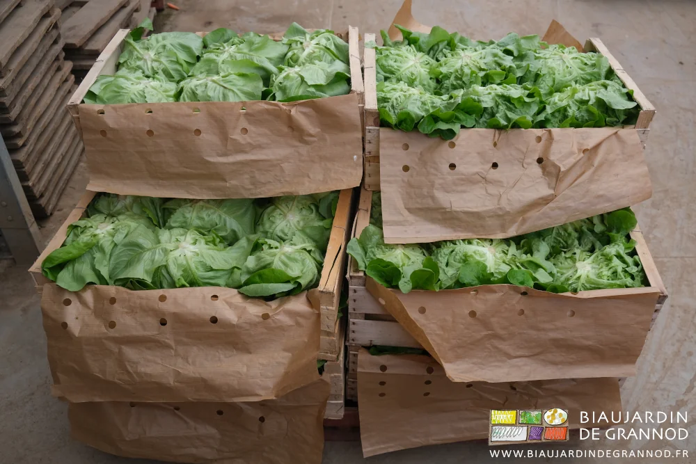 photo d'une petite palette de caisses bois remplies de laitues