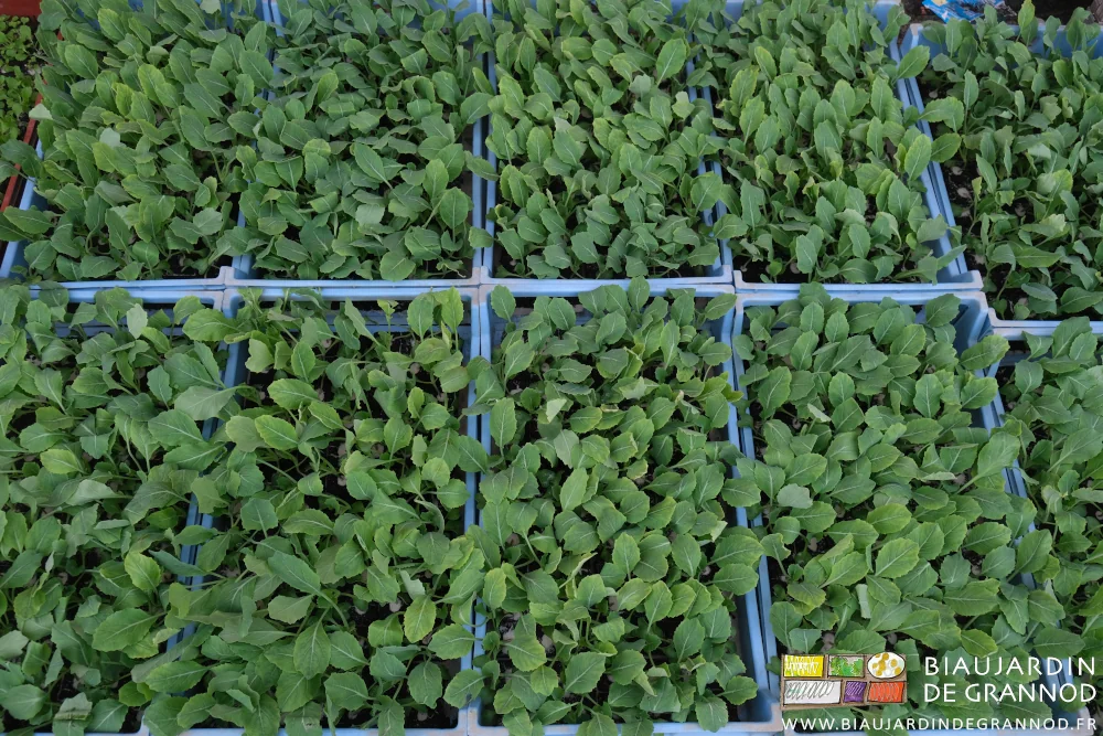 photo de caisses de mottes de choux