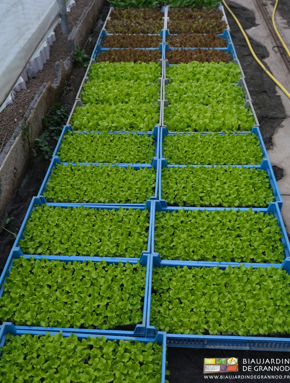 photo des caisses de mottes de salade en cours d'acclimatation dans la serre solaire