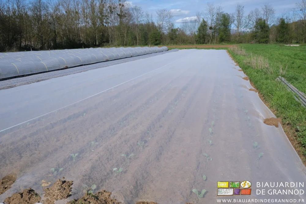 photo d'un carré de brassicacées couvert de voiles thermiques ou de filets tissés contre les insectes