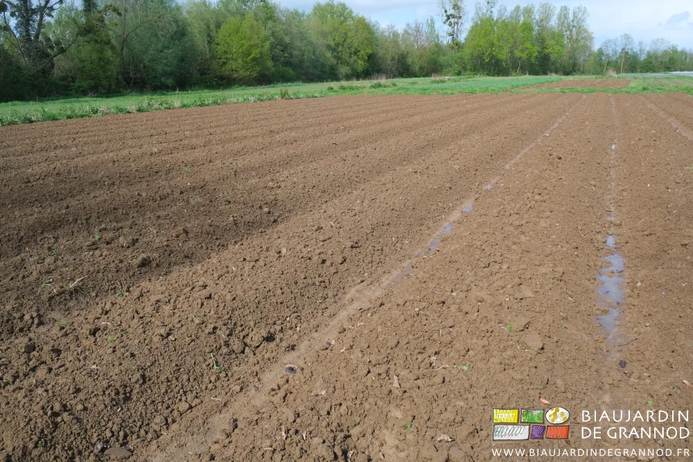 photo d'allées mouillées entre des planches permanentes préparées