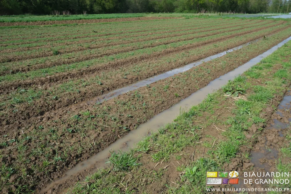 photo d'allées avec eau stagnantes entre des planches en engrais vert