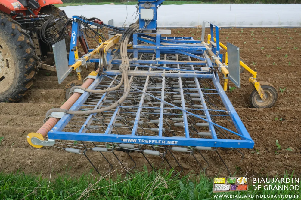 photo proche de la herse étrille qui passe sur les choux-fleurs