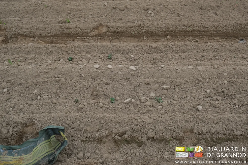 photo proche de plants levés avec 2 ou 3 adventices en cours de développement