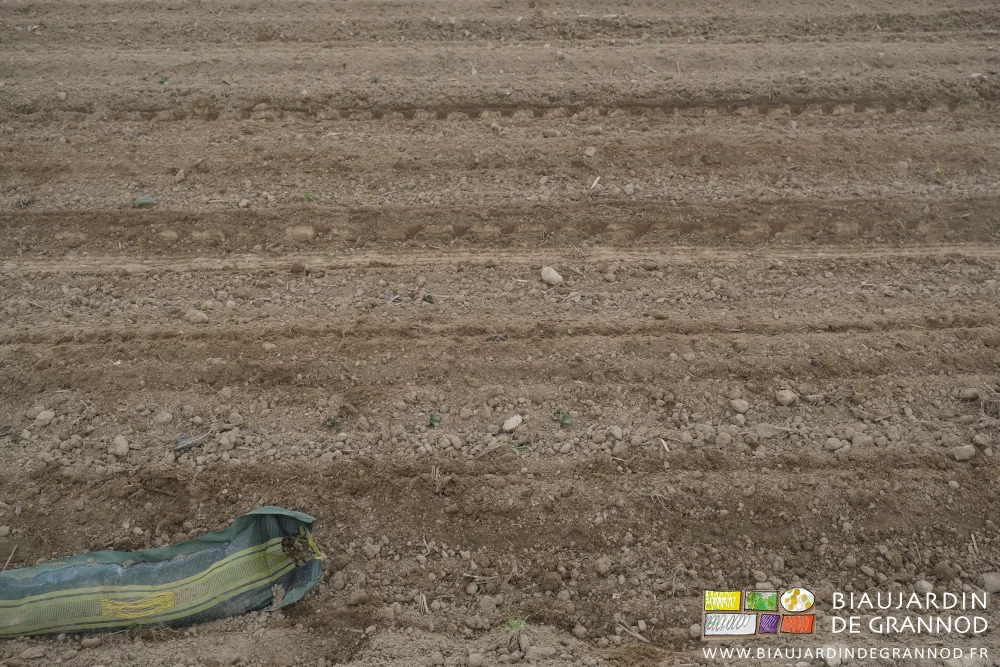 photo des feuilles de pomme de terre hersée et sans adventices