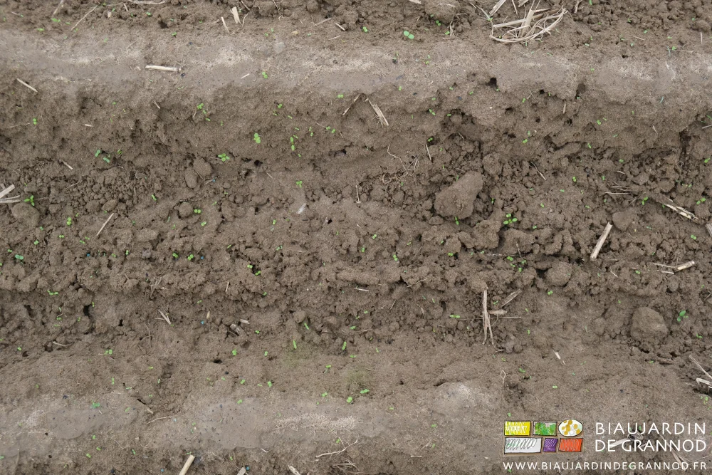 photo d'une grosse levée d'herbes adventices sur les planches de pomme de terre